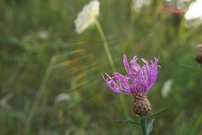purple flower in sunlight closeup