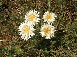 four white flowers on grass close up