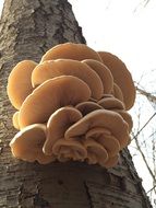 beautiful mushrooms on a tree trunk close-up