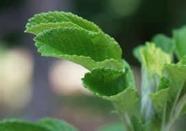 green leaves on blurry background close-up
