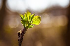 green shoot on a branch in bright sunlight