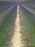 boundless lavender field in france