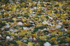 yellow autumn leaves on a green lawn