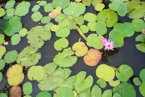 top view of a thicket of water lilies on a pond