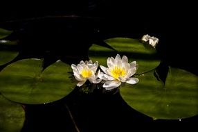 white lilies in a pond at sunset