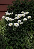 white daisies among green bushes near the wall