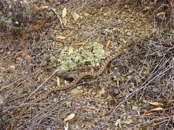 brown snake in mountains