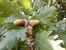 three acorns on a green branch close-up