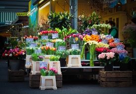 Flowers Market