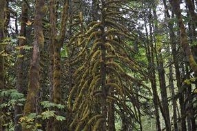 Moss Trees