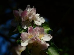 closeup photo nof Apple Blossom Flowers