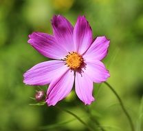 macro flowers