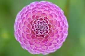 pink dahlia of a perfect shape close-up