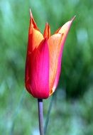 closeup photo of orange pink tulip