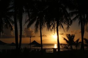 dark palm trees and beach umbrellas against the backdrop of a tropical sunset