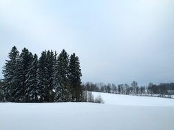 Winter Snowy pine trees