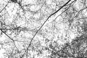 Forest Leaves on Branches black and white photo