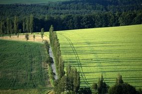landscape of the summer green Meadow Field near forest