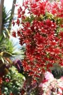 tropical plant with colorful flowers in thailand