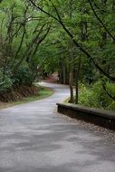 winding path in the forest