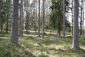 Landscape of the pine forest