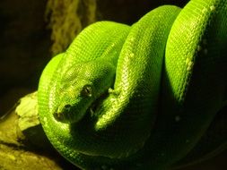 Green Green tree python coiled on branch