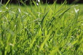green grass in bright sunlight