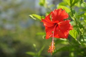 red flower of Hibiscus at greenery