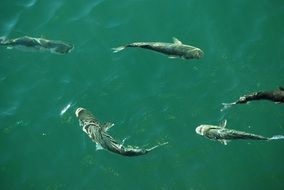 fish in clear green water