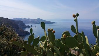 green cacti on the aeolian islands on the shore with the water