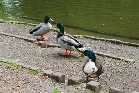 Ducks Bach River