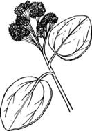 black and white graphic image of a flower with large leaves