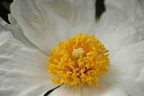 Closeup photo of daisy flower