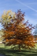 tree in the colors of golden autumn
