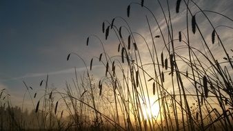 sunrise over the ears at dusk