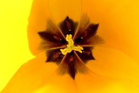 yellow tulip with dark core closeup