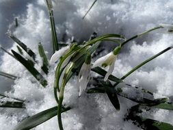 Natural snowdrops flowers under the snow