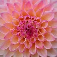 pink dahlia closer view