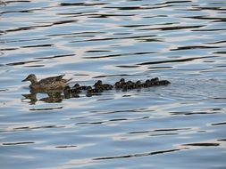 Ducks are swimming in water