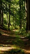trail in the forest to the Harz Mountains