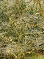 Picture of Scrawny Tree