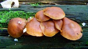 fascinating Billet Mushrooms