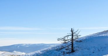 dead tree on a snowy mountainside