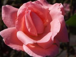 pink Rosa on a blurred background