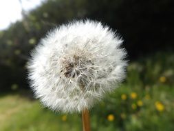 Dandelion, blowball on meadow