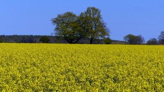 incredibly attractive Oilseed Rape
