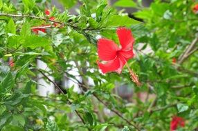 bush of hibiscus with red flowers on a blurred background