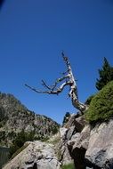 dead tree in the mountains of sunny spain