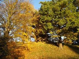 Landscape of Autumn Trees on a hill