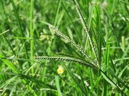 fresh summer grass